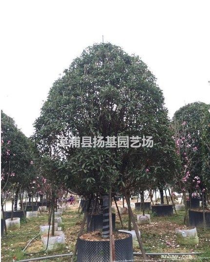 点击查看大图
