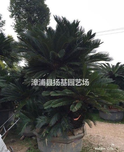 点击查看大图