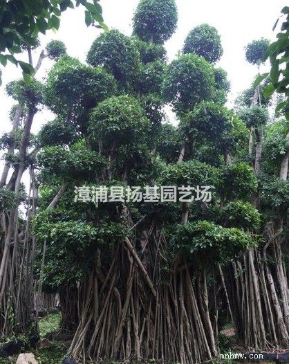 点击查看大图