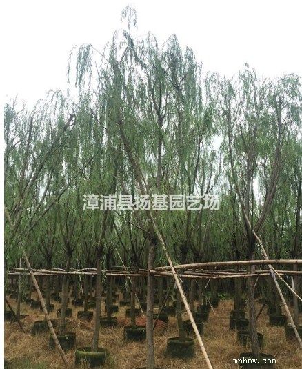 点击查看大图