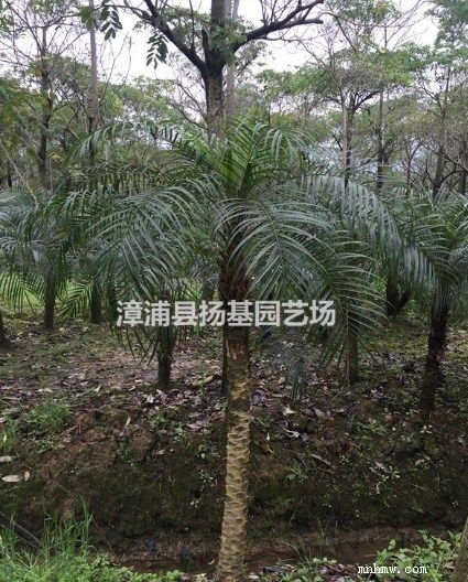 点击查看大图