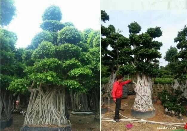 点击查看大图