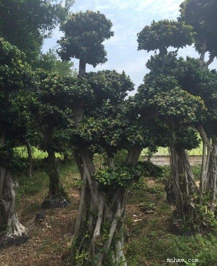 点击查看大图