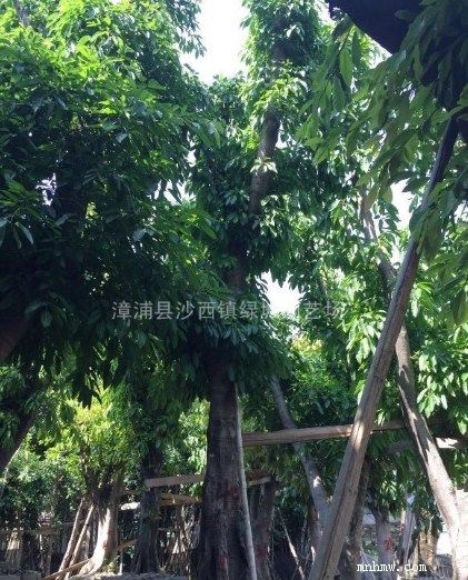 点击查看大图