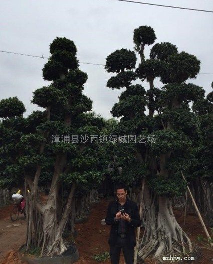 点击查看大图
