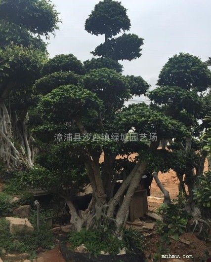 点击查看大图