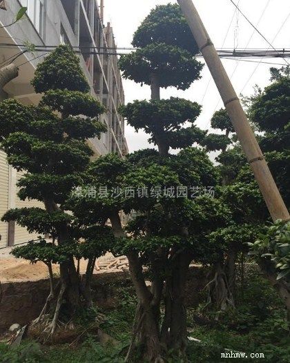 点击查看大图