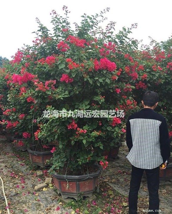 点击查看大图