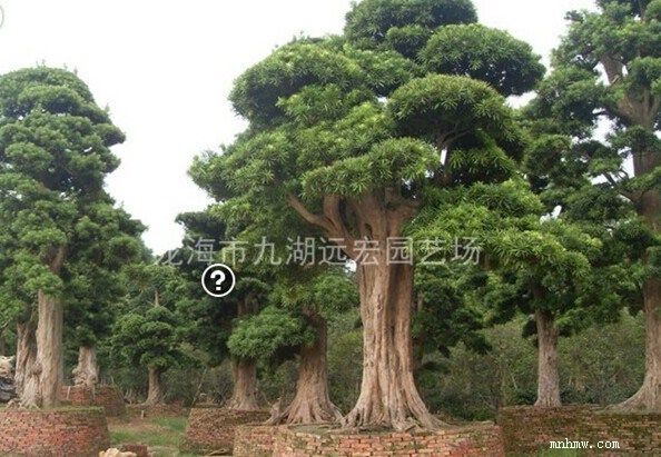 点击查看大图