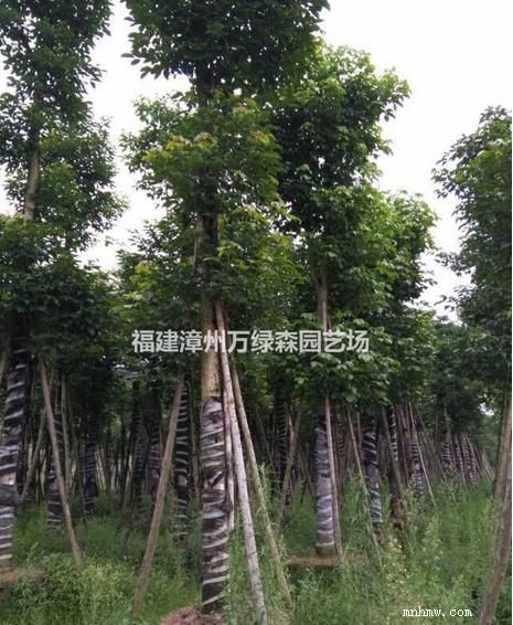 点击查看大图