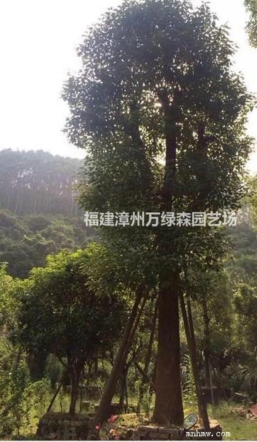 点击查看大图
