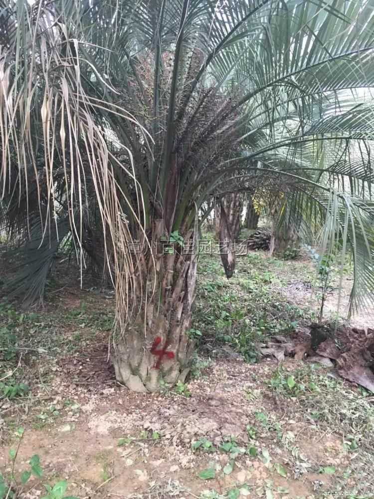 点击查看大图