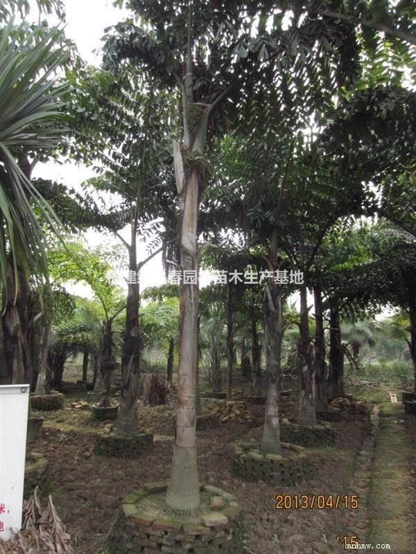 点击查看大图