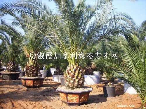 点击查看大图