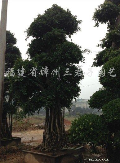 点击查看大图