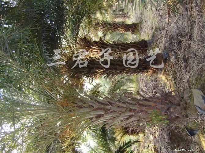 点击查看大图