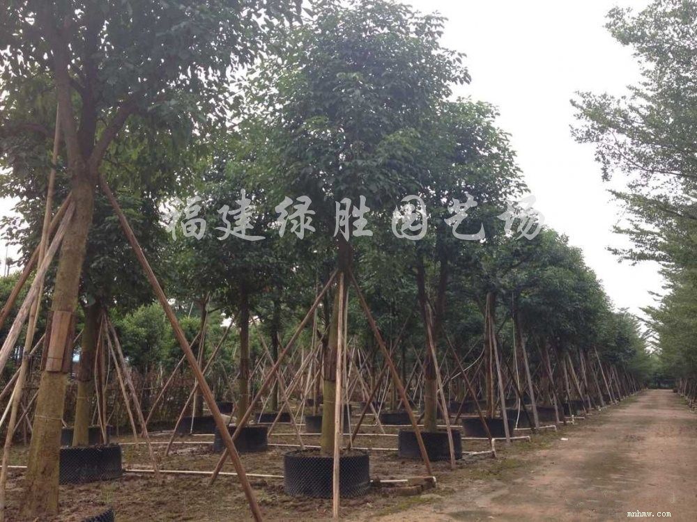 点击查看大图