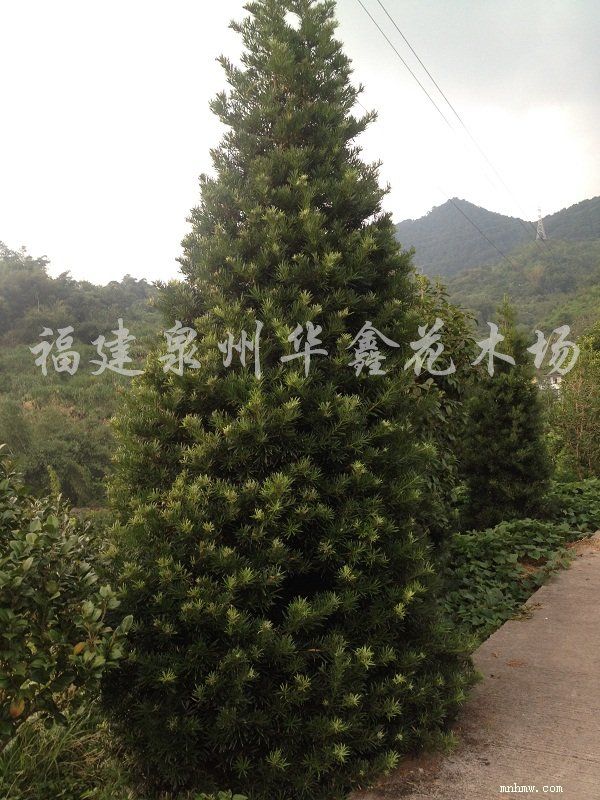 点击查看大图