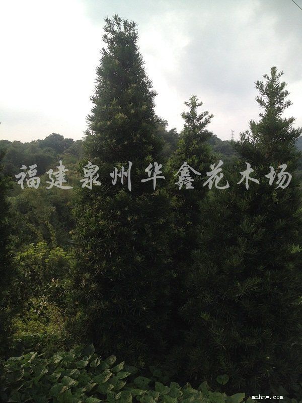 点击查看大图