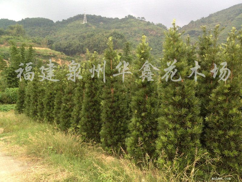 点击查看大图