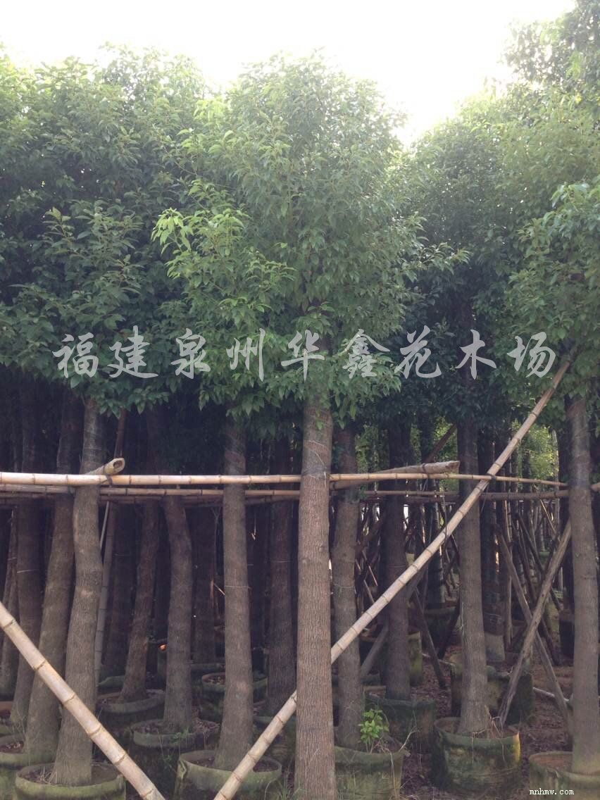 点击查看大图
