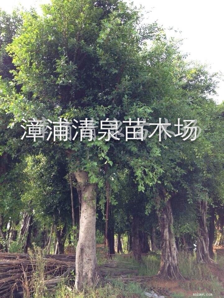 点击查看大图
