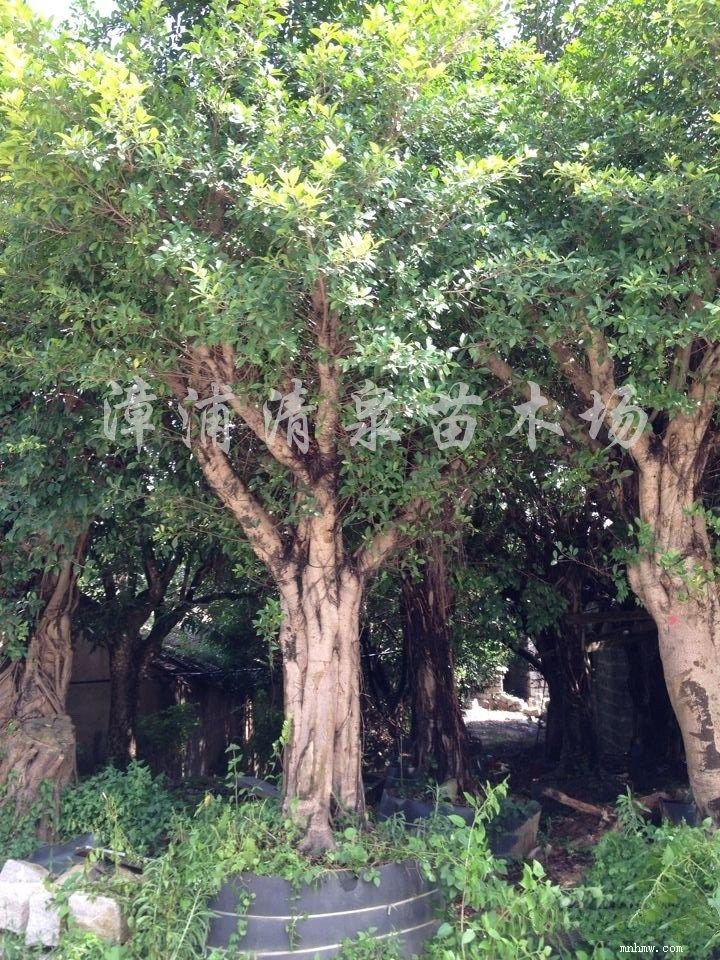 点击查看大图