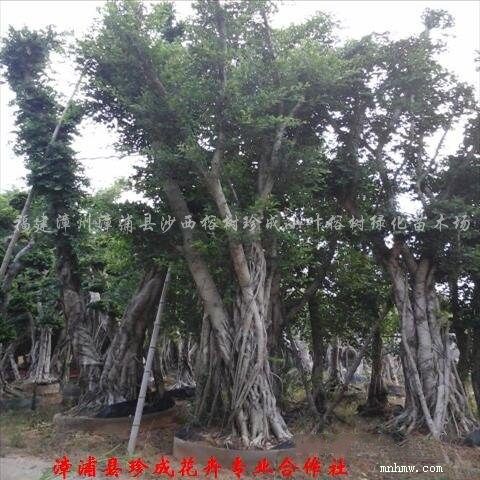 点击查看大图