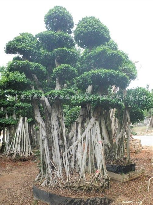 点击查看大图