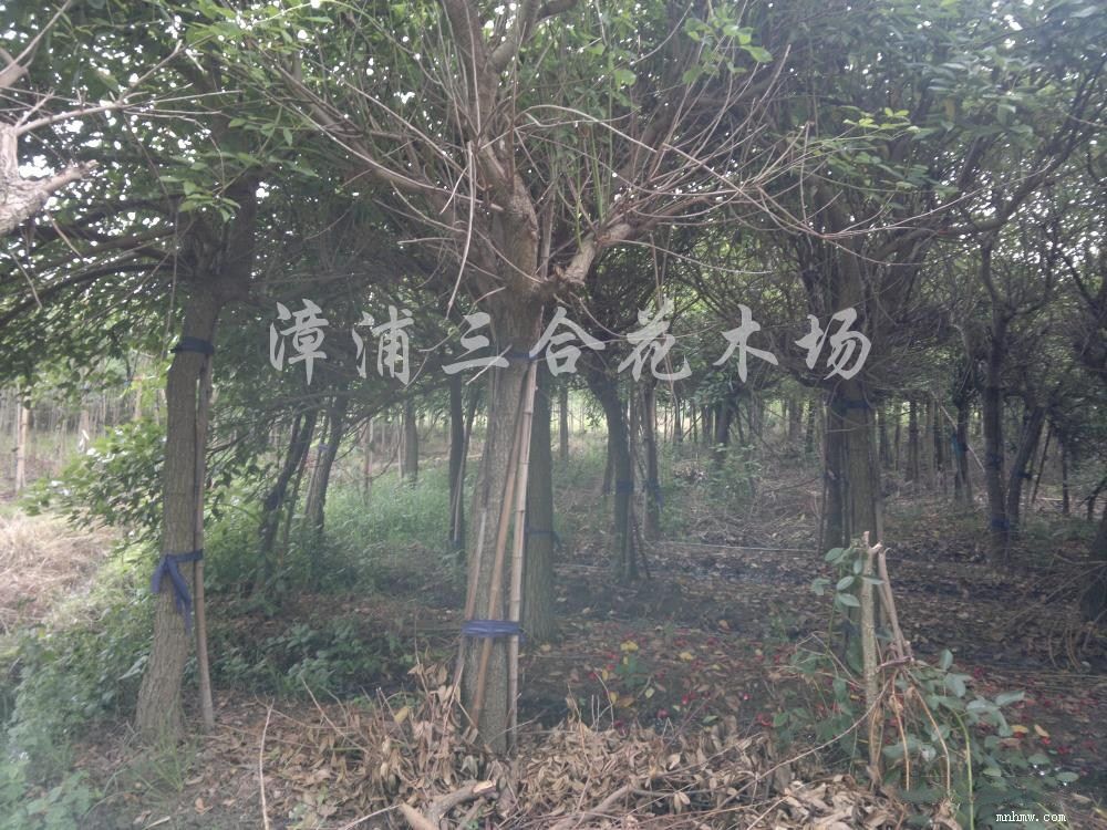 点击查看大图