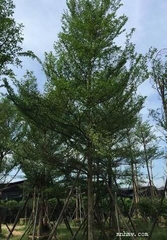 点击查看大图