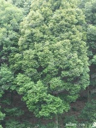 供应红椎苗 黎木苗 尤加利苗 小叶桉苗 红锥木 供应红椎树苗 红锥树苗