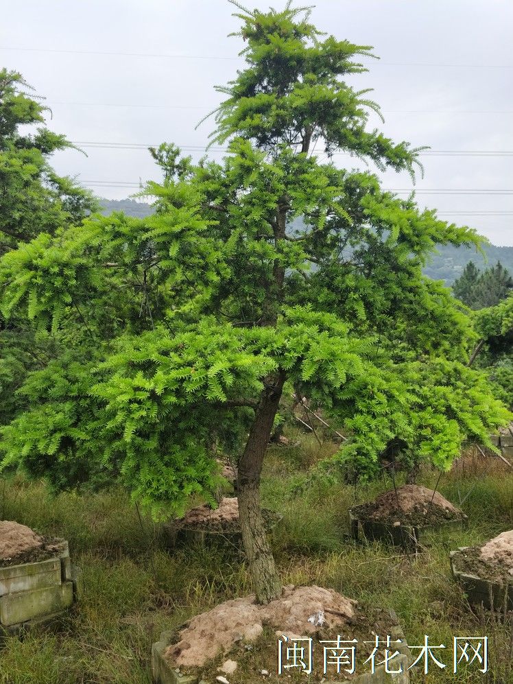 杜松 江南油杉 黄枝油杉 油杉盆景 油杉