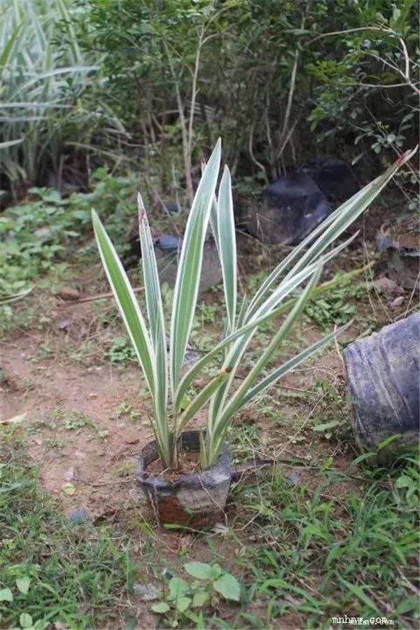 山菅兰麦冬花叶良姜银边草福建省吉祥林苗木基